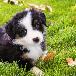Miniature American Shepherd and Miniature Australian Shepherd Puppies from Bellewynd Acres
