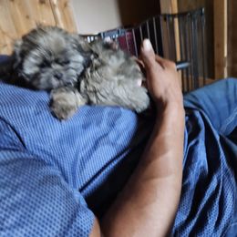 Miss Prissy - Black gold and silver female Shih Tzu puppy in Vernon, Texas from Fru Fru's Shih Tzus