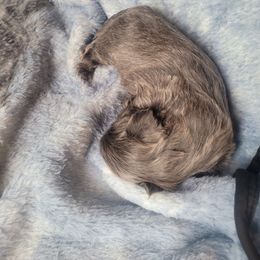 Shih Tzu Puppies from DeFord Shih Tzu