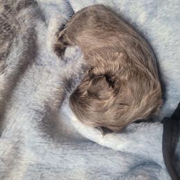 Shih Tzu Puppies from DeFord Shih Tzu