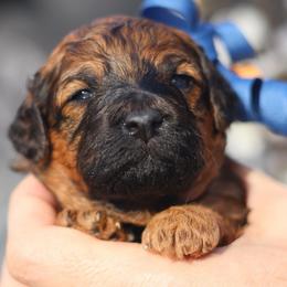 Romeo - Sable male Goldendoodle puppy in Forney, Texas from Diamond Doodle Pups and Poodles