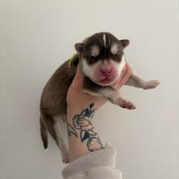Yellow - Red and white male Siberian Husky puppy in Jonesborough, Tennessee from Dry Creek Siberians