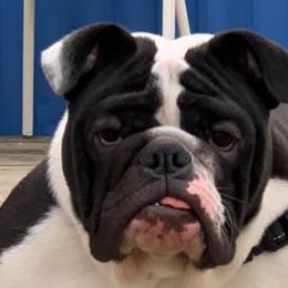 Bulldogs from Xenos Bulldogs