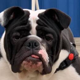 Bulldogs from Xenos Bulldogs