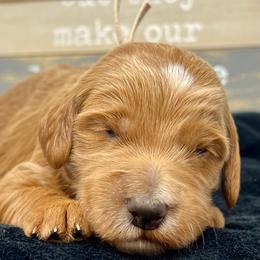 White Male - Apricot male Goldendoodle puppy in Great Falls, Montana from Montana Goldendoodles
