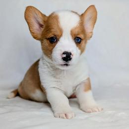 Finn - Sable merle and white male American Corgi puppy in Clarksville, Tennessee from Cold Creek Family Farm LLC