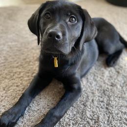 Labrador Retriever puppies from Misty Labs