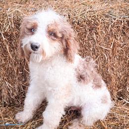Boy 2 - Brown and white male Bernedoodle puppy in Montrose, Michigan from Livy’s Doodles