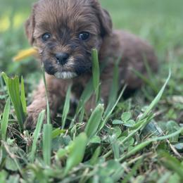 Honey - yellow - Brown female Shihpoo puppy in Gay, Georgia from That’s My Puppy