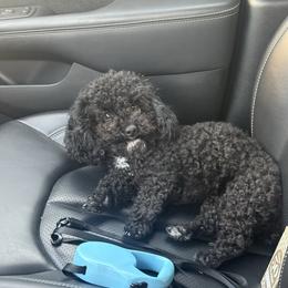 Maya - Poodle