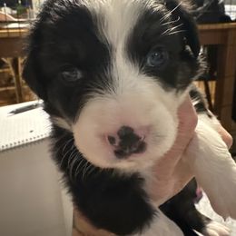 Girl 2 - Black tri female Miniature Australian Shepherd puppy in Saco, Maine from Wags Family Aussies