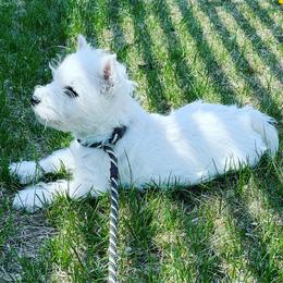 West Highland White Terrier Puppies from Elvador West Highland White Terriers