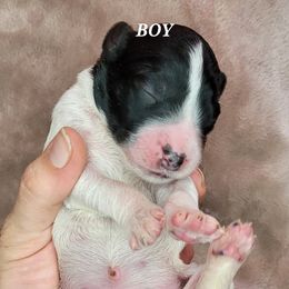 Boy 3 - Assorted Doodle Crosses puppy in Lane County, Oregon from Happy Little Tails