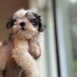 Fiona - Black and white female Shih Tzu puppy in Ocala, Florida from Yorkie  And Shih Tzu Love