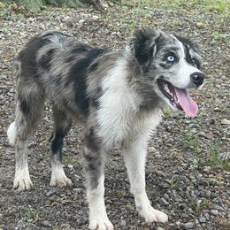 Endaya - Border Collie