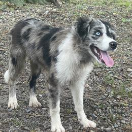 Endaya - Border Collie
