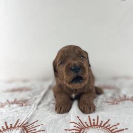 Aussiedoodle and Goldendoodle Puppies from Garside Doodles