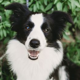 Border Collies from Ensemble Border Collies