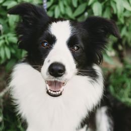 Border Collies from Ensemble Border Collies