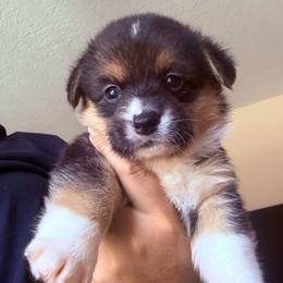 Belle - Black and tan female Pembroke Welsh Corgi puppy in Saint Johns, Florida from Colebrooke Farm