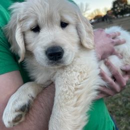 Golden Retriever Puppies from Panhandle PawsNClaws