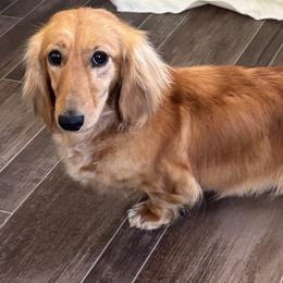 Junie B. - Dachshund