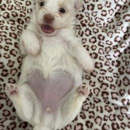 Aurora - White female Havanese puppy in Cochran, Georgia from Dean Supreme
