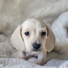 Green collar - Cream male Dachshund puppy in Pasco, Washington from Loyal Lil Dachshunds