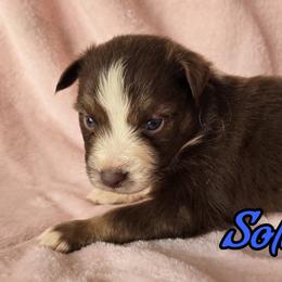 Soldier - Red tri-color male Australian Shepherd puppy in Albion, Michigan from Northern Lights Aussies (NL Aussies)