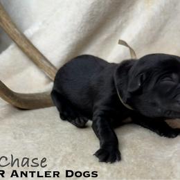 Chase - Black male Labrador Retriever puppy in Grants Pass, Oregon from KnR Antler Dogs ~ Labrador Retrievers & Corgis