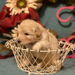 Goldendoodle Puppies from Toneytails Doodles