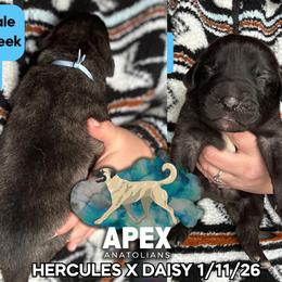 H.D Blue Boy - Brindle male Anatolian Shepherd Dog puppy in Frenchtown, Montana from Apex Anatolians