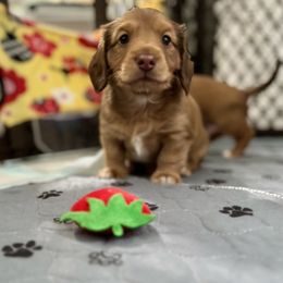 Dachshund Puppies from Sweet As Pie Doxies