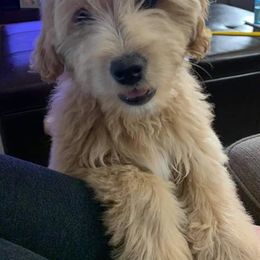 Goldendoodle Puppies from Baby Bell Doodles