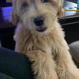 Goldendoodle Puppies from Baby Bell Doodles