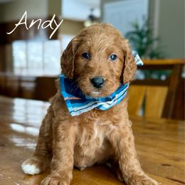 Andy - Red  male Goldendoodle puppy in Vernon Center, Minnesota from BrookeMarie’s Goldendoodle Love