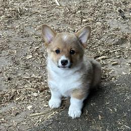 Purple - Fawn female Pembroke Welsh Corgi puppy in Wyoming, Illinois from Cardinal Corgis