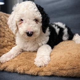 Buddy - Black and white male Sheepadoodle puppy in Tennessee, Illinois from The Artman Family