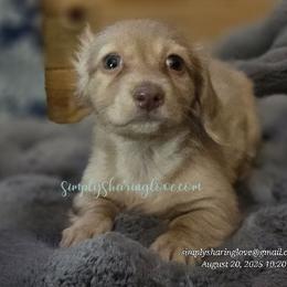 Mikasa Ashes - Cream female Dachshund puppy in Willard, Utah from Simply Sharing Love