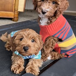 Goldendoodle Puppies from Celebrity Doodles MO