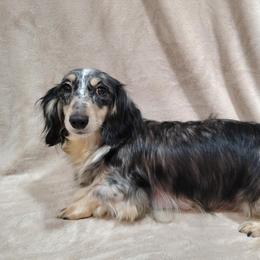 Lucy - Dachshund