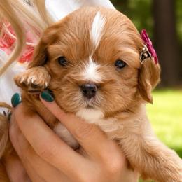 Rey - Ruby female Cavalier King Charles Spaniel puppy in Greensboro, North Carolina from Hyde Park Cavaliers