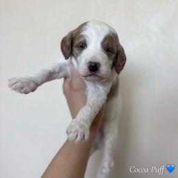 Cocoa Puff - Parti male Goldendoodle puppy in Crothersville, Indiana from Wischmeier’s Doodles