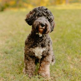 Vinnie - Australian Labradoodle