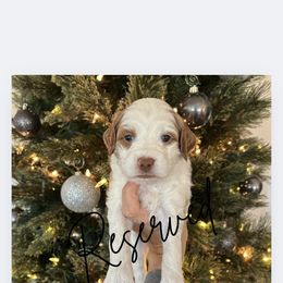 Kirk - Parti male Goldendoodle puppy in Aubrey, Texas from The Parrish Doods