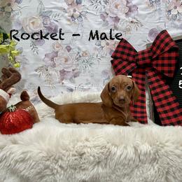 Rocket - Red male Dachshund puppy in Goodyear, Arizona from AZ Low Life Doxies