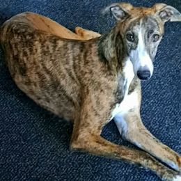 Maz - Whippet