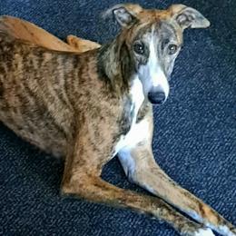 Maz - Whippet