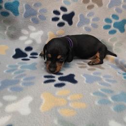 Purple - Black and tan female Dachshund puppy in Mulberry, Florida from J's Mini Dachshunds