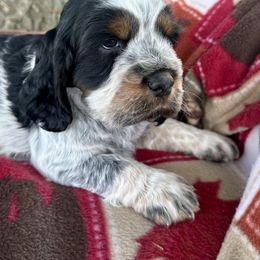 Koi - Black white and tan male English Springer Spaniel puppy in Livingston, Montana from Yellowstone Springers